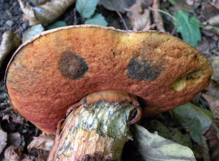 Porcini emiliani: Boletus luridus?